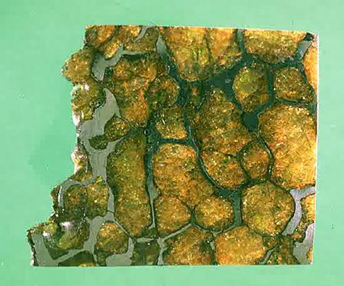 pallasite2 Pallasite