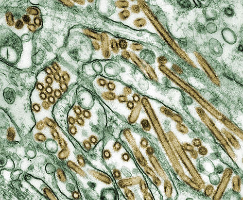 virus-gripe-aviar